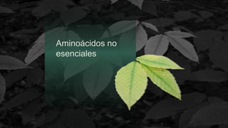 Aminoácidos no
esenciales
 