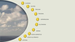 ALANINA
PROLINA
TIROSINA
GLICINA
GLUTAMINA
SERINA
ÁCIDO ASPARTICO
ÁCIDO GLUTÁMICO
CISTEINA
ASPARRAGINA
 