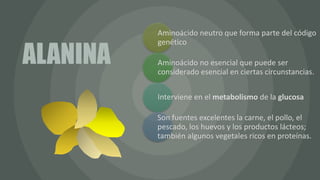 Aminoácido neutro que forma parte del código
genético
Aminoácido no esencial que puede ser
considerado esencial en ciertas circunstancias.
Interviene en el metabolismo de la glucosa
Son fuentes excelentes la carne, el pollo, el
pescado, los huevos y los productos lácteos;
también algunos vegetales ricos en proteínas.
ALANINA
 