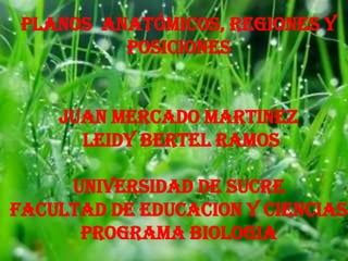 planos  anatómicos, regiones y posiciones  JUAN MERCADO MARTINEZ  LEIDY BERTEL RAMOS UNIVERSIDAD DE SUCRE FACULTAD DE EDUCACION Y CIENCIAS  PROGRAMA BIOLOGIA 