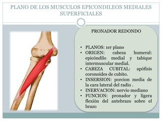PLANO DE LOS MUSCULOS EPICONDILEOS MEDIALES
SUPERFICIALES
PRONADOR REDONDO
• PLANOS: 1er plano
• ORIGEN: cabeza humeral:
epicòndilo medial y tabique
intermuscular medial.
• CABEZA CUBITAL: apófisis
coronoides de cubito.
• INSERSION: porcion media de
la cara lateral del radio .
• INERVACION: nervio mediano
• FUNCION: pronador y ligera
flexión del antebrazo sobre el
brazo
 