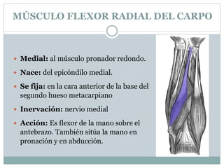 MÚSCULO FLEXOR RADIAL DEL CARPO
 Medial: al músculo pronador redondo.
 Nace: del epicóndilo medial.
 Se fija: en la cara anterior de la base del
segundo hueso metacarpiano
 Inervación: nervio medial
 Acción: Es flexor de la mano sobre el
antebrazo. También sitúa la mano en
pronación y en abducción.
 