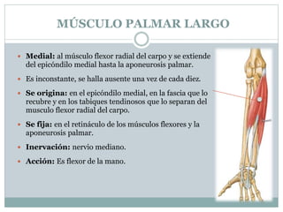 MÚSCULO PALMAR LARGO
 Medial: al músculo flexor radial del carpo y se extiende
del epicóndilo medial hasta la aponeurosis palmar.
 Es inconstante, se halla ausente una vez de cada diez.
 Se origina: en el epicóndilo medial, en la fascia que lo
recubre y en los tabiques tendinosos que lo separan del
musculo flexor radial del carpo.
 Se fija: en el retináculo de los músculos flexores y la
aponeurosis palmar.
 Inervación: nervio mediano.
 Acción: Es flexor de la mano.
 