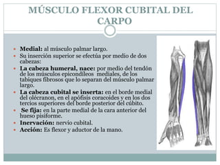 MÚSCULO FLEXOR CUBITAL DEL
CARPO
 Medial: al músculo palmar largo.
 Su inserción superior se efectúa por medio de dos
cabezas:
 La cabeza humeral, nace: por medio del tendón
de los músculos epicondíleos mediales, de los
tabiques fibrosos que lo separan del músculo palmar
largo.
 La cabeza cubital se inserta: en el borde medial
del olécranon, en el apófisis coracoides y en los dos
tercios superiores del borde posterior del cúbito.
 Se fija: en la parte medial de la cara anterior del
hueso pisiforme.
 Inervación: nervio cubital.
 Acción: Es flexor y aductor de la mano.
 