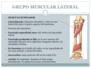 GRUPO MUSCULAR LATERAL
 MUSCULO SUPINADOR
 Lateralmente: dispuesto alrededor y sobre la cara
lateral del codo y la parte superior del antebrazo.
 Presenta dos fascículos:
 Fascículo superficial nace: del vértice del epicóndilo
lateral
 Fascículo profundo se fija: en la cara anterior del
epicóndilo lateral y en la superficie triangular inferior a la
escotadura tróclear.
 Se insertan: en el cuello del radio, en las rugosidades de
las caras anterior y lateral del radio.
 Inervación: rama posterior del nervio radia (C6).
 Acción: Es supinador, desplaza el dedo pulgar
lateralmente y la palma de la mano anteriormente.
 