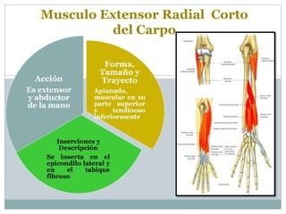 Musculo Extensor Radial Corto
del Carpo
Forma,
Tamaño y
Trayecto
Aplanado,
muscular en su
parte superior
y tendinoso
inferiormente
Inserciones y
Descripción
Se inserta en el
epicondilo lateral y
en el tabique
fibroso
Acción
Es extensor
y abductor
de la mano
 