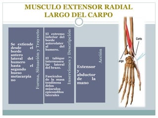 MUSCULO EXTENSOR RADIAL
LARGO DEL CARPO
Acción
InsercionesyDescripción
Forma,SituaciónyTrayecto
Se extiende
desde el
borde
antero
lateral del
humero
hasta el
segundo
hueso
metacarpia
no
El extremo
inferior del
borde
anterolater
al del
humero.
El tabique
intermuscu
lar lateral
del brazo.
Fascículos
de la masa
tendinosa
delos
músculos
epicondilos
laterales
Extensor
y
abductor
de la
mano
 