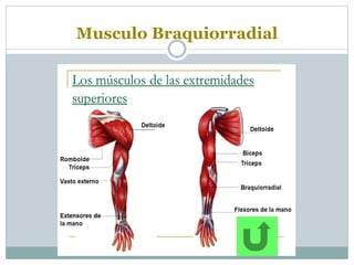 Musculo Braquiorradial
 