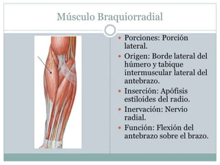 Musculo Braquiorradial
 