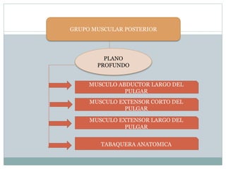 GRUPO MUSCULAR POSTERIOR
PLANO
PROFUNDO
MUSCULO ABDUCTOR LARGO DEL
PULGAR
MUSCULO EXTENSOR CORTO DEL
PULGAR
MUSCULO EXTENSOR LARGO DEL
PULGAR
TABAQUERA ANATOMICA
 