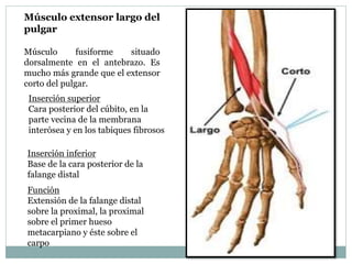 Músculo extensor largo del
pulgar
Músculo fusiforme situado
dorsalmente en el antebrazo. Es
mucho más grande que el extensor
corto del pulgar.
Inserción superior
Cara posterior del cúbito, en la
parte vecina de la membrana
interósea y en los tabiques fibrosos
Inserción inferior
Base de la cara posterior de la
falange distal
Función
Extensión de la falange distal
sobre la proximal, la proximal
sobre el primer hueso
metacarpiano y éste sobre el
carpo
 