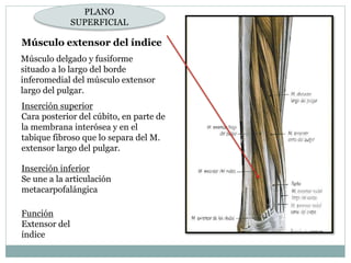 Músculo extensor del índice
Músculo delgado y fusiforme
situado a lo largo del borde
inferomedial del músculo extensor
largo del pulgar.
Inserción superior
Cara posterior del cúbito, en parte de
la membrana interósea y en el
tabique fibroso que lo separa del M.
extensor largo del pulgar.
Inserción inferior
Se une a la articulación
metacarpofalángica
Función
Extensor del
índice
PLANO
SUPERFICIAL
 
