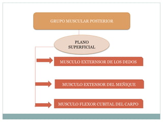 GRUPO MUSCULAR POSTERIOR
PLANO
SUPERFICIAL
MUSCULO EXTERNSOR DE LOS DEDOS
MUSCULO EXTENSOR DEL MEÑIQUE
MUSCULO FLEXOR CUBITAL DEL CARPO
 