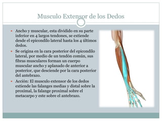 Musculo Extensor de los Dedos
 Ancho y muscular, esta dividido en su parte
inferior en 4 largos tendones, se extiende
desde el epicondilo lateral hasta los 4 últimos
dedos.
 Se origina en la cara posterior del epicondilo
lateral, por medio de un tendón común, sus
fibras musculares forman un cuerpo
muscular ancho y aplanado de anterior a
posterior, que desciende por la cara posterior
del antebrazo.
 Acción: El musculo extensor de los dedos
extiende las falanges medias y distal sobre la
proximal, la falange proximal sobre el
metacarpo y este sobre el antebrazo.
 