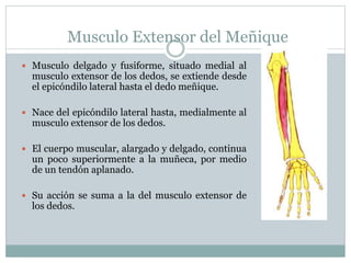 Musculo Extensor del Meñique
 Musculo delgado y fusiforme, situado medial al
musculo extensor de los dedos, se extiende desde
el epicóndilo lateral hasta el dedo meñique.
 Nace del epicóndilo lateral hasta, medialmente al
musculo extensor de los dedos.
 El cuerpo muscular, alargado y delgado, continua
un poco superiormente a la muñeca, por medio
de un tendón aplanado.
 Su acción se suma a la del musculo extensor de
los dedos.
 
