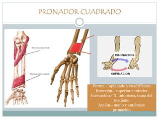 PRONADOR CUADRADO
Forma.- aplanado y cuadrilátero
Inserción.- superior e inferior
Inervación.- N. interóseo, rama del
mediano
Acción.- mano y antebrazo
pronación
 