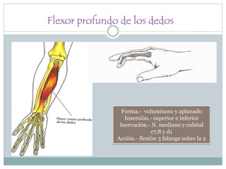 Flexor profundo de los dedos
Forma.- voluminoso y aplanado
Inserción.- superior e inferior
Inervación.- N. mediano y cubital
c7,8 y d1
Acción.- flexión 3 falange sobre la 2
 