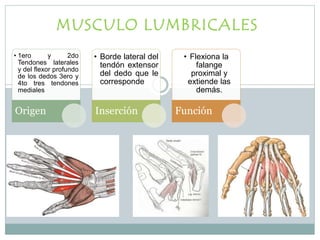 MUSCULO LUMBRICALES
• 1ero y 2do
Tendones laterales
y del flexor profundo
de los dedos 3ero y
4to tres tendones
mediales
Origen
• Borde lateral del
tendón extensor
del dedo que le
corresponde
Inserción
• Flexiona la
falange
proximal y
extiende las
demás.
Función
 