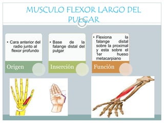 MUSCULO FLEXOR LARGO DEL
PULGAR
• Cara anterior del
radio junto al
flexor profundo
Origen
• Base de la
falange distal del
pulgar
Inserción
• Flexiona la
falange distal
sobre la proximal
y esta sobre el
1er hueso
metacarpiano
Función
 