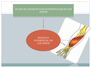 PLANO DE LOS MUSCULOS SUPERFICIALES DE LOS
DEDOS
MUSCULO
SUPERFICIAL DE
LOS DEDOS
 