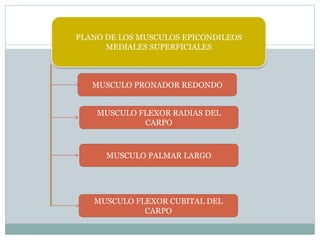 PLANO DE LOS MUSCULOS EPICONDILEOS
MEDIALES SUPERFICIALES
MUSCULO PRONADOR REDONDO
MUSCULO FLEXOR RADIAS DEL
CARPO
MUSCULO PALMAR LARGO
MUSCULO FLEXOR CUBITAL DEL
CARPO
 