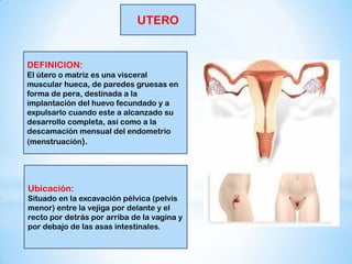 UTERO
DEFINICION:
El útero o matriz es una visceral
muscular hueca, de paredes gruesas en
forma de pera, destinada a la
implantación del huevo fecundado y a
expulsarlo cuando este a alcanzado su
desarrollo completa, así como a la
descamación mensual del endometrio
(menstruación).
Ubicación:
Situado en la excavación pélvica (pelvis
menor) entre la vejiga por delante y el
recto por detrás por arriba de la vagina y
por debajo de las asas intestinales.
 