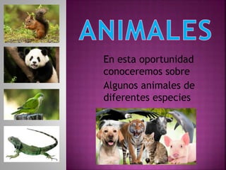En esta oportunidad
conoceremos sobre
Algunos animales de
diferentes especies
 