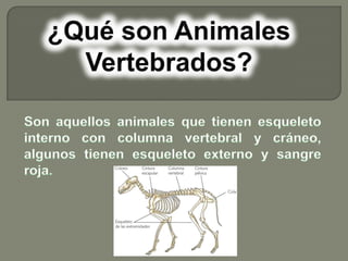 Diapositivas animales vertebrados