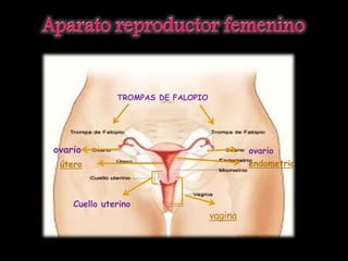 TROMPAS DE FALOPIO
ovario
Cuello uterino
útero
ovario
endometrio
vagina
 