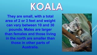 They are small, with a total
area of ​​2 or 3 feet and weight
can vary between 10 and 30
pounds. Males are larger
than females and those living
in the north are smaller than
those in other parts of
Australia.
 