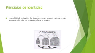 Principios de Identidad
 Inmutabilidad: las huellas dactilares contienen patrones de crestas que
permanecerán intactos hasta después de la muerte.
 