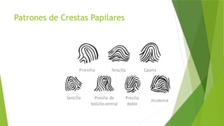 Patrones de Crestas Papilares
 