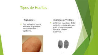 Tipos de Huellas
Naturales:
 Son las huellas que se
encuentran grabadas
visiblemente en la
epidermis.
Impresas o Visibles:
 se forman cuando un dedo
cubierto en tinta, pintura,
grasa o sangre entra en
contacto con una
superficie.
 