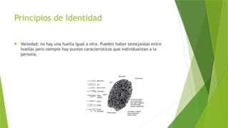 Principios de Identidad
 Variedad: no hay una huella igual a otra. Pueden haber semejanzas entre
huellas pero siempre hay puntos característicos que individualizan a la
persona.
 
