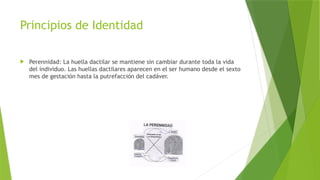 Principios de Identidad
 Perennidad: La huella dactilar se mantiene sin cambiar durante toda la vida
del individuo. Las huellas dactilares aparecen en el ser humano desde el sexto
mes de gestación hasta la putrefacción del cadáver.
 