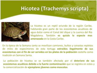 Contaminación por basuras y aguas negras.