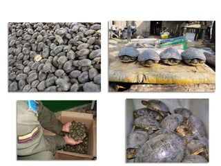  Actividades turísticas que vulneran la integridad del ecosistema.Mangle rojo (Rhizophora mangle) La agrupación de manglares constituye uno de los ecosistemas más importantes para la biodiversidad de la costa Caribe, pero actualmente sus territorios han disminuido gracias a la intervención del hombre.Los manglares están siendo desplazados de sus territorios naturales debido a la urbanización y construcción de carreteras. También es víctima de la tala ilegal por parte de la población para utilizar su madera en construcciones.Debido a la urbanización de zonas naturales de manglares, se presencia una  fuerte contaminación de este ecosistema. Las construcciones que se realizan desechan gran cantidad de residuos como escombros, icopor y plásticos.