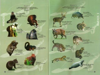 Mono  araña(Ateles hybridus)El mono araña o marimonda es una especie endémica de la costa Caribe que habita en ecosistemas de  bosques húmedos como los manglares.Actualmente se encuentra clasificado en la categoría mas alta de amenaza (Critica) al encontrarse entre los 25 primates mas amenazados a nivel mundial.La deforestación de zona de manglares en el departamento de Bolívar ha contribuido a la disminución de la población de este primate, además de que es cazado y traficado ilegalmente como mascota.