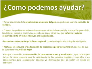 	Hicotea (Trachemysscripta)La hicotea es un reptil oriundo de la región Caribe, habitando gran parte de los ecosistemas acuáticos de agua dulce como el Canal del dique y la cuenca del Rio Magdalena. También es quizás la especie mas amenazada en la Costa Caribe.En la época de la Semana santa se movilizan camiones, bultos y canastas repletos de miles de especímenes de esta tortuga extraídos ilegalmente de sus ecosistemas con el fin de ser servidos en los platos de la población costeña como tradición en Semana Santa.La población de hicotea se ve también afectada por el deterioro de sus ecosistemas acuáticos debido a la fuerte contaminación que se registra en estos y la comercialización de ejemplares jóvenes como mascotas. 