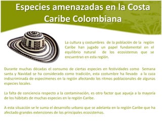 Especiesamenazadas en la Costa Caribe ColombianaLa cultura y costumbres  de la población de la  región Caribe han jugado un papel fundamental en el equilibrio natural  de los ecosistemas que se encuentran en esta región.Durante muchas décadas el consumo de ciertas especies en festividades como  Semana santa y Navidad se ha considerado como tradición, esta costumbre ha llevado  a la caza indiscriminada de especímenes en la región afectando los ritmos poblacionales de algunas especies locales.La falta de conciencia respecto a la contaminación, es otro factor que aqueja a la mayoría de los hábitats de muchas especies en la región Caribe.A esta situación se le suma el desarrollo urbano que se adelanta en la región Caribe que ha afectado grandes extensiones de los principales ecosistemas.