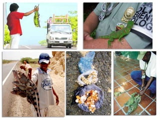 La caza indiscriminada e ilegal por el consumo de huevos, carnes y piel de Iguana que eses parte de las costumbres de la población Caribe.