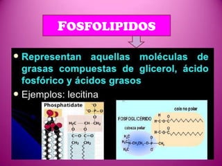 FOSFOLIPIDOS

 
