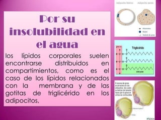 Por su
insolubilidad en
el agua
los lípidos corporales suelen
encontrarse
distribuidos
en
compartimientos, como es el
caso de los lípidos relacionados
con la
membrana y de las
gotitas de triglicérido en los
adipocitos,

 