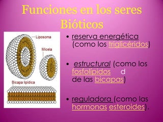 Funciones en los seres
Bióticos
• reserva energética
(como los triglicéridos)
• estructural (como los
fosfolípidos d
de las bicapas)
• reguladora (como las
hormonas esteroides).

 