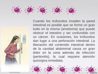 Cuando los trofozoitos invaden la pared
intestinal es posible que se forme un gran
bulto en la misma (ameboma) que puede
obstruir el intestino y ser confundido con
un cáncer. En ocasiones, los trofozoitos
dan lugar a una perforación intestinal. La
liberación del contenido intestinal dentro
de la cavidad abdominal causa un gran
dolor en la zona además de infección
(peritonitis), la cual requiere atención
quirúrgica inmediata.
 
