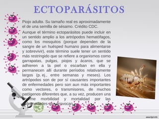 ECTOPARÁSITOS
Piojo adulto. Su tamaño real es aproximadamente
el de una semilla de sésamo. Crédito CDC.
Aunque el término ectoparásitos puede incluir en
un sentido amplio a los artrópodos hematófagos,
como los mosquitos (porque dependen de la
sangre de un huésped humano para alimentarse
y sobrevivir), este término suele tener un sentido
más restringido que se refiere a organismos como
garrapatas, pulgas, piojos y ácaros, que se
adhieren a la piel o escarban en ella y
permanecen allí durante períodos relativamente
largos (p. ej., entre semanas y meses). Los
artrópodos son de por sí causantes importantes
de enfermedades pero son aun más importantes
como vectores, o transmisores, de muchos
patógenos diferentes que, a su vez, producen una
enorme morbilidad y mortalidad por las
enfermedades que provocan.
 