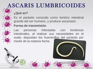 ASCARIS LUMBRICOIDES
¿Qué es?
Es el parásito conocido como lombriz intestinal
grande del ser humano, y produce ascariasis.
Forma de transmisión
Las personas infectadas con lombrices
intestinales, al realizar sus necesidades en el
suelo, depositan los huevecillos del parásito por
medio de la materia fecha
 