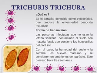 TRICHURIS TRICHURA
¿Qué es?
Es el parásito conocido como tricocéfalos,
que produce la enfermedad conocida
tricuriasis
Forma de transmisión
Las personas infectadas que no usan la
letrina sanitaria, contaminan el suelo con
materia fecal, que contiene los huevecillos
del parásito.
Con el calor, la humedad del suelo y la
sombra, los huevos maduran y se
convierten en embriones del parásito. Este
proceso lleva tres semanas.
 