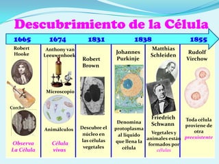 Fimbrias. Estructuras cortas para fijarse.