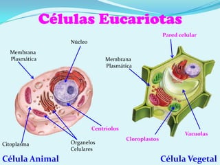 Es launidad genética(contienen el material hereditario que pasa de células madres a hijas)Tipos de organización celularCélula EucariotaCélula Eucariota